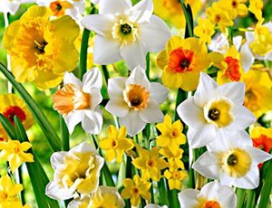 Hoe plant je een Narcis?