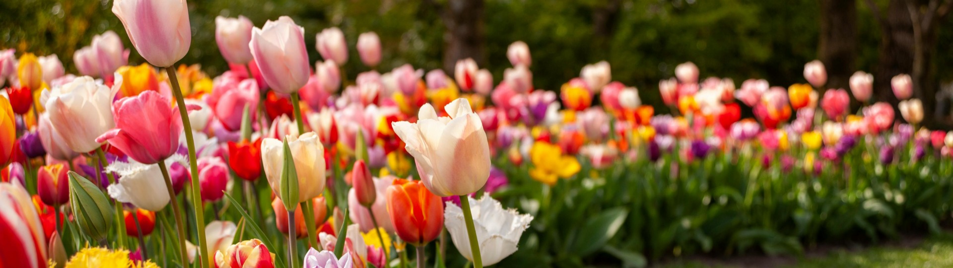 Voorjaarsbloeiers van Baltus