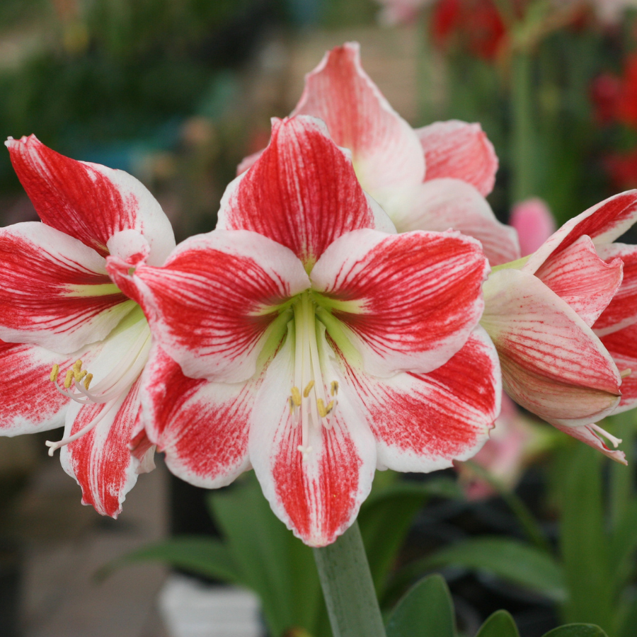 Wat is Amaryllis?