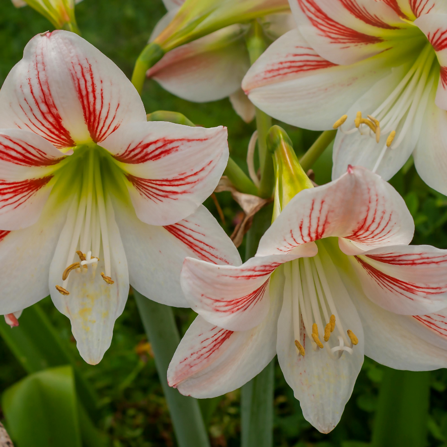 Hoe plant je een Allium?