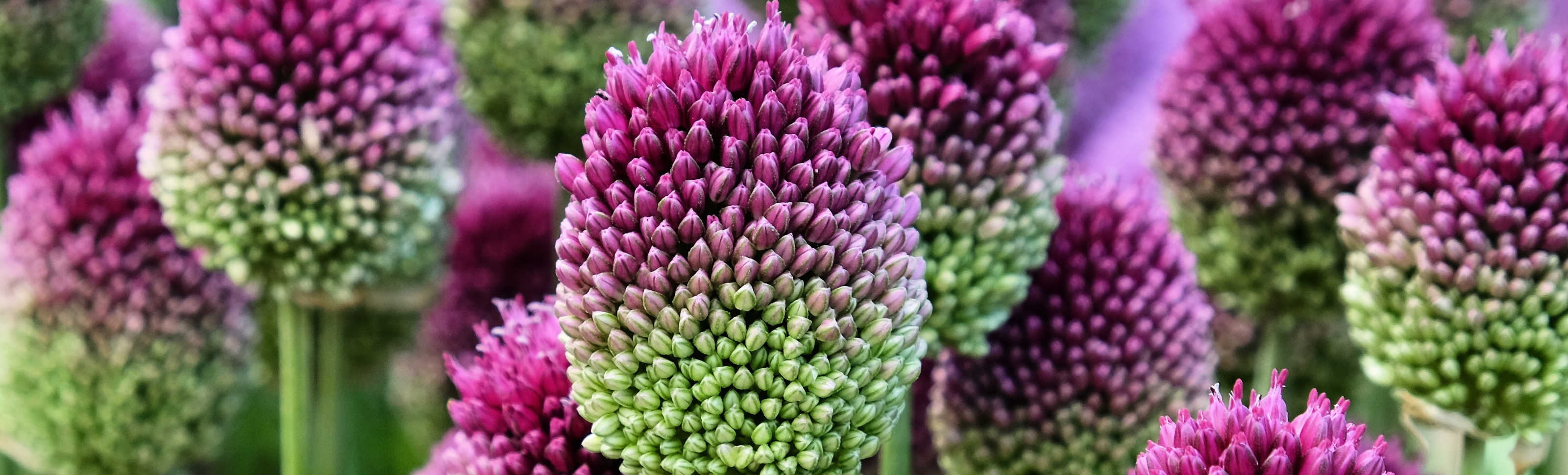 Biologische Allium Bloembollen van Baltus Holland