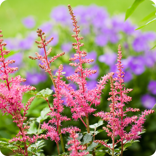 Verzorging van Astilbe – tips voor een gezonde en bloeiende plant